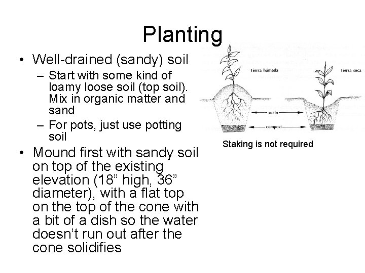 Planting • Well-drained (sandy) soil – Start with some kind of loamy loose soil