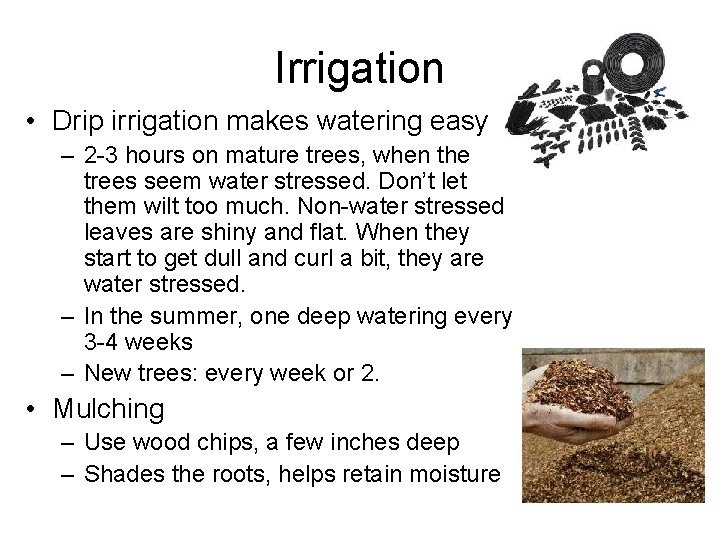 Irrigation • Drip irrigation makes watering easy – 2 -3 hours on mature trees,