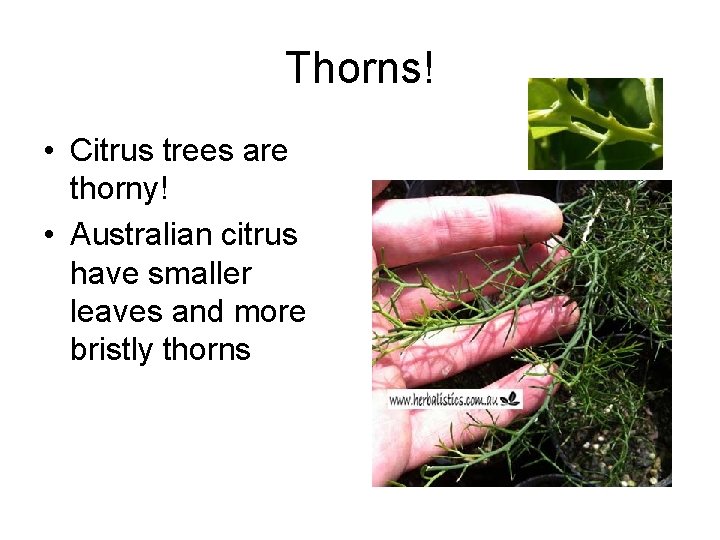 Thorns! • Citrus trees are thorny! • Australian citrus have smaller leaves and more