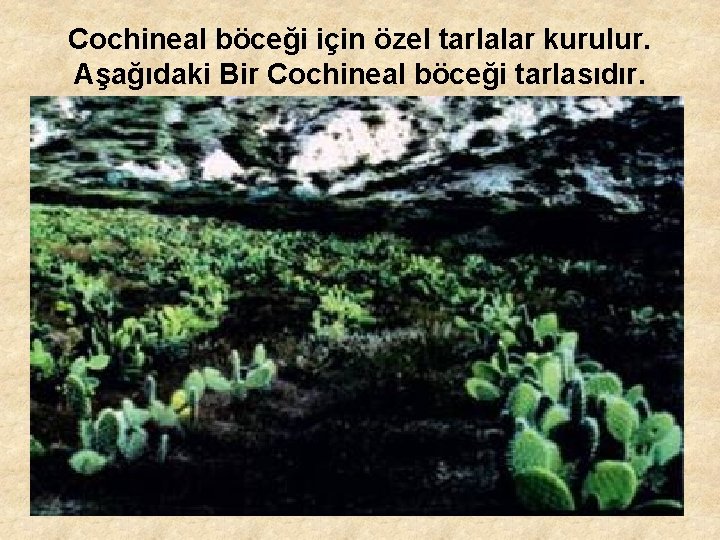 Cochineal böceği için özel tarlalar kurulur. Aşağıdaki Bir Cochineal böceği tarlasıdır. 