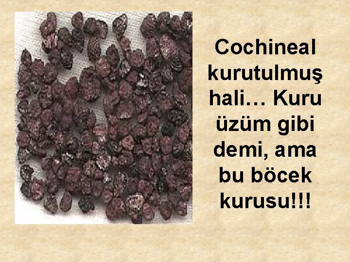 Cochineal kurutulmuş hali… Kuru üzüm gibi demi, ama bu böcek kurusu!!! 