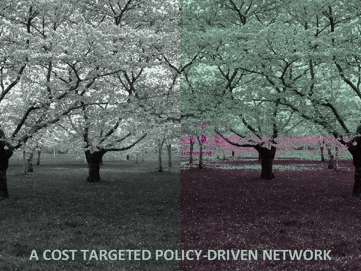 gender. STE Science, Technology, Environment A COST TARGETED POLICY-DRIVEN NETWORK 