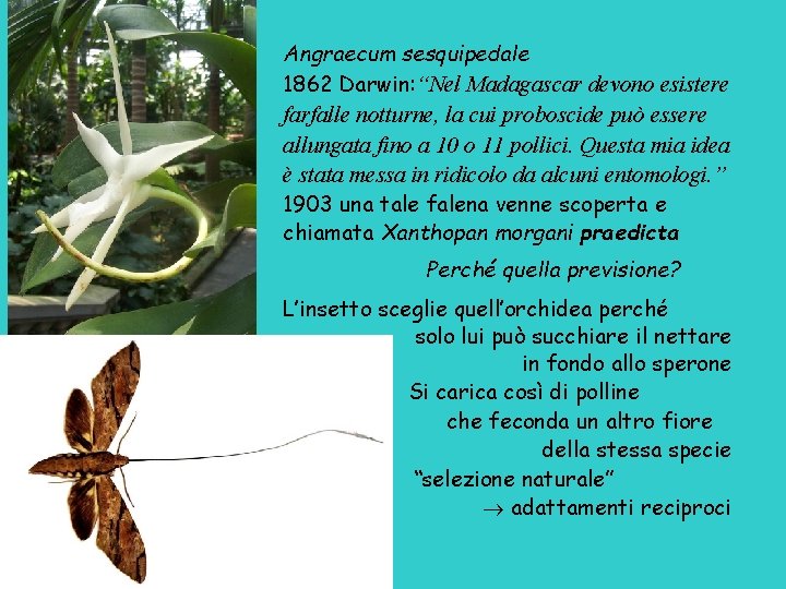 Angraecum sesquipedale 1862 Darwin: “Nel Madagascar devono esistere farfalle notturne, la cui proboscide può