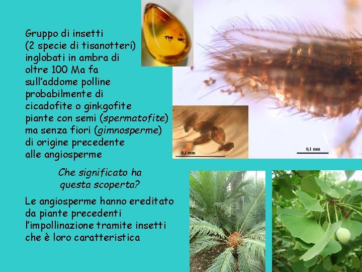 Gruppo di insetti (2 specie di tisanotteri) inglobati in ambra di oltre 100 Ma