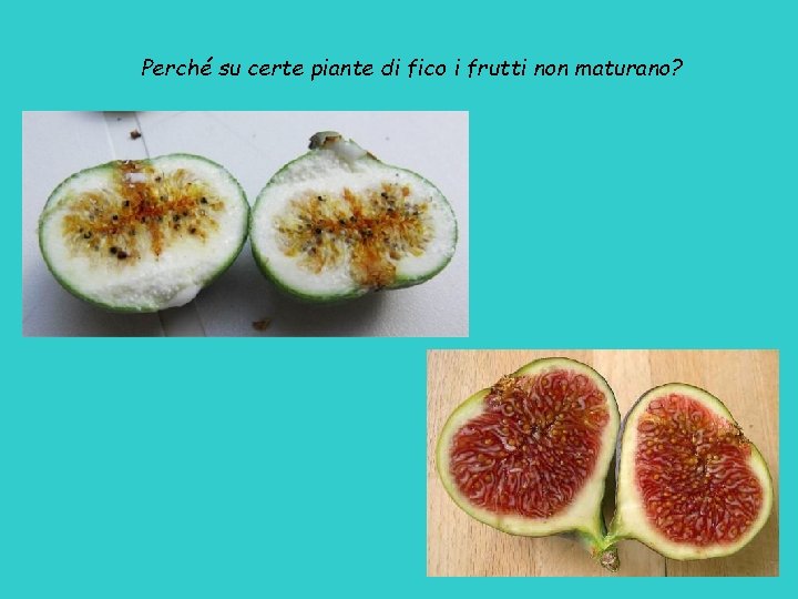 Perché su certe piante di fico i frutti non maturano? 