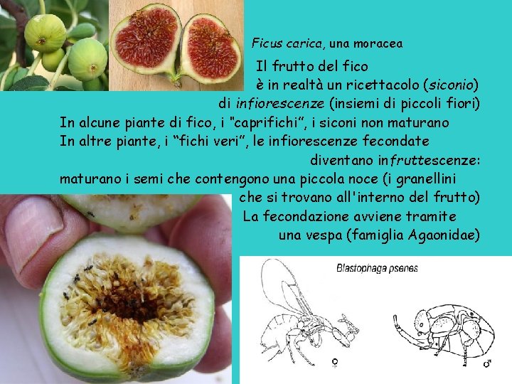 Ficus carica, una moracea Il frutto del fico è in realtà un ricettacolo (siconio)