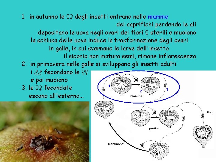 1. in autunno le ♀♀ degli insetti entrano nelle mamme dei caprifichi perdendo le