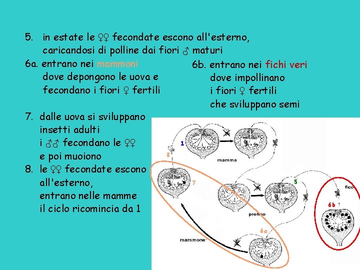 5. in estate le ♀♀ fecondate escono all'esterno, caricandosi di polline dai fiori ♂