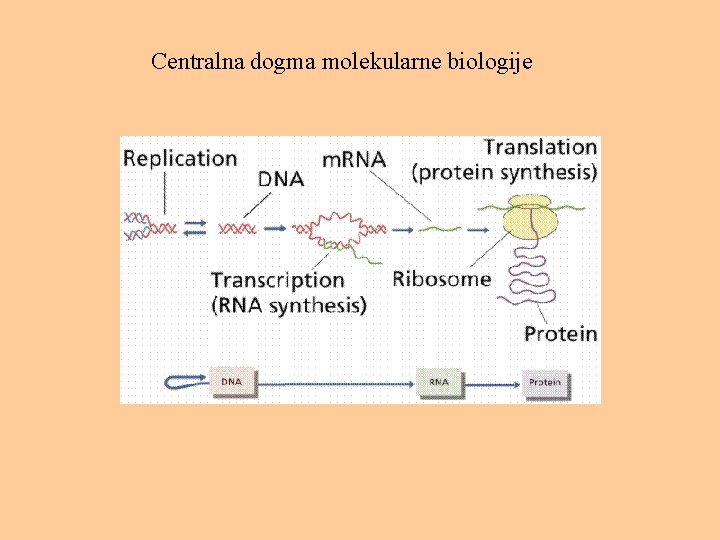 Centralna dogma molekularne biologije 