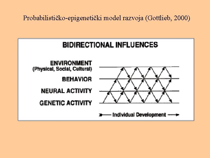 Probabilističko-epigenetički model razvoja (Gottlieb, 2000) 