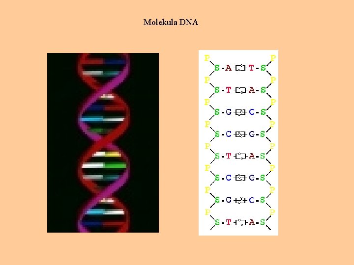 Molekula DNA 