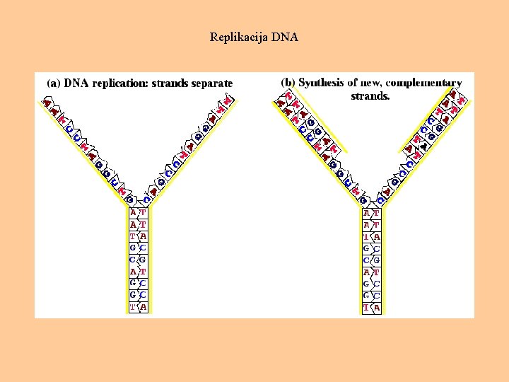 Replikacija DNA 