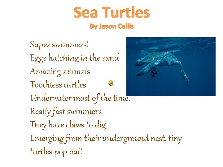 Sea Turtles By Jason Callis Super swimmers! Eggs hatching in the sand Amazing animals