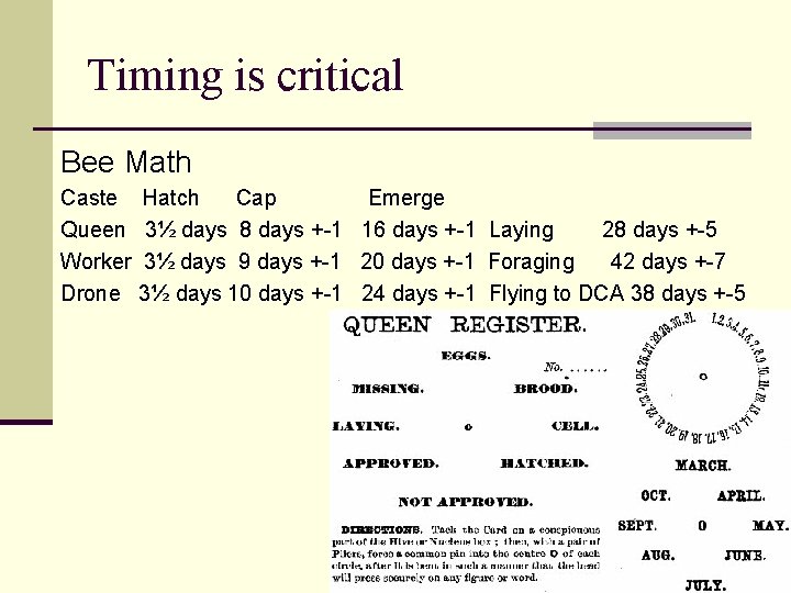 Timing is critical Bee Math Caste Queen Worker Drone Hatch Cap Emerge 3½ days