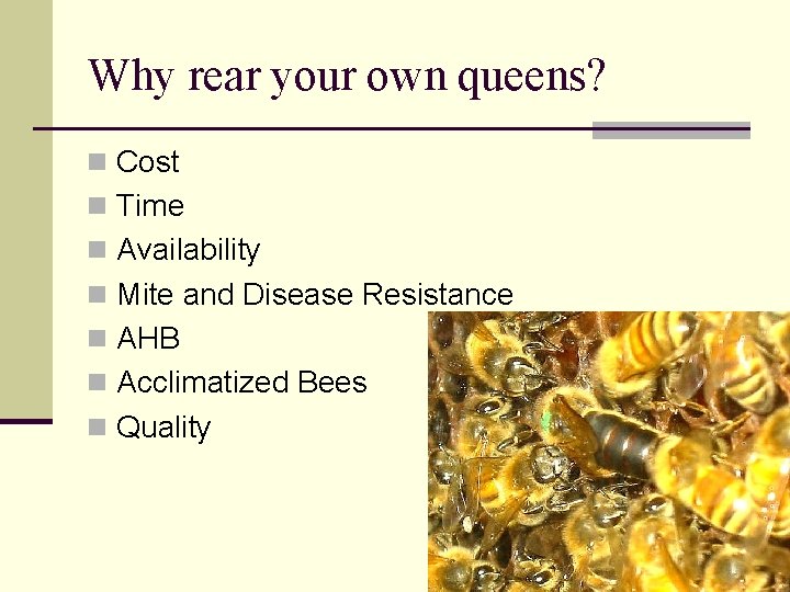 Why rear your own queens? Cost Time Availability Mite and Disease Resistance AHB Acclimatized