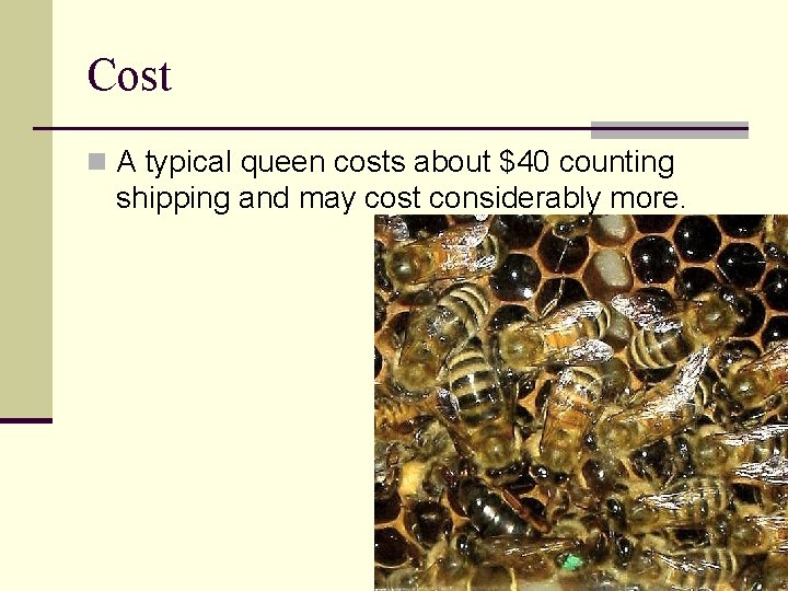 Cost A typical queen costs about $40 counting shipping and may cost considerably more.