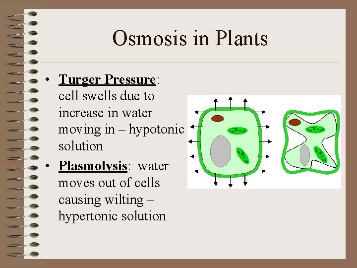 Osmosis in Plants • Turger Pressure: cell swells due to increase in water moving