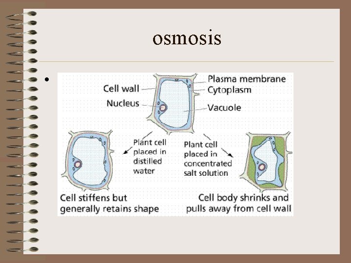 osmosis • 