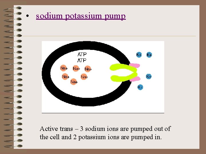  • sodium potassium pump Active trans – 3 sodium ions are pumped out