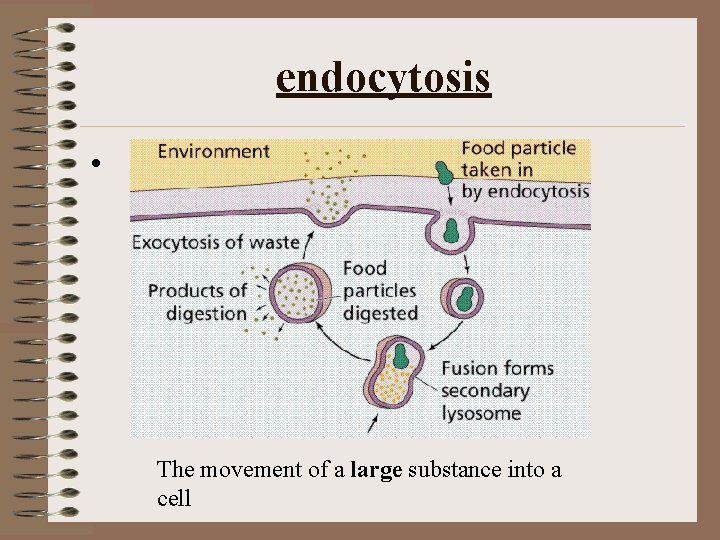 endocytosis • The movement of a large substance into a cell 