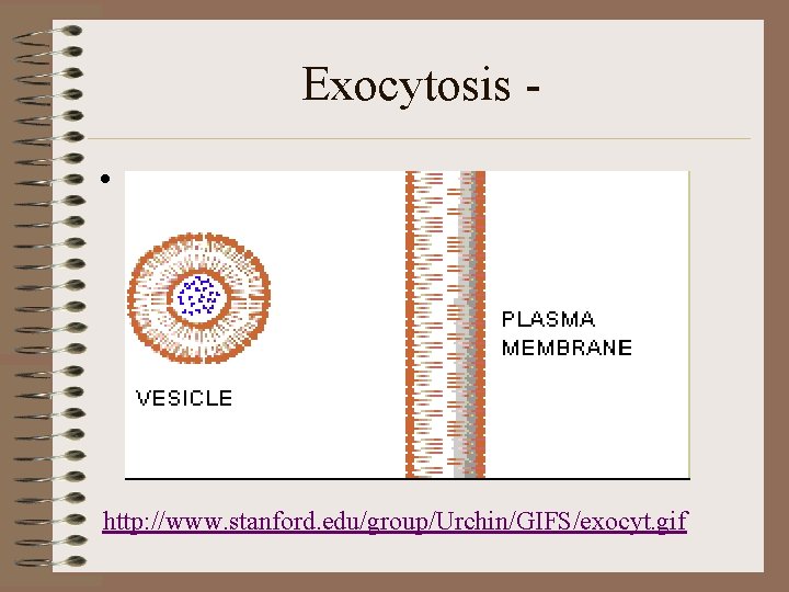 Exocytosis • http: //www. stanford. edu/group/Urchin/GIFS/exocyt. gif 