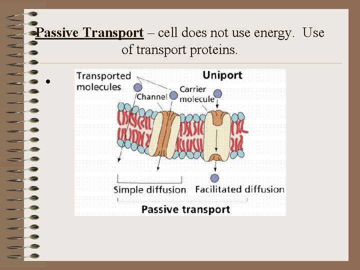 Passive Transport – cell does not use energy. Use of transport proteins. • 