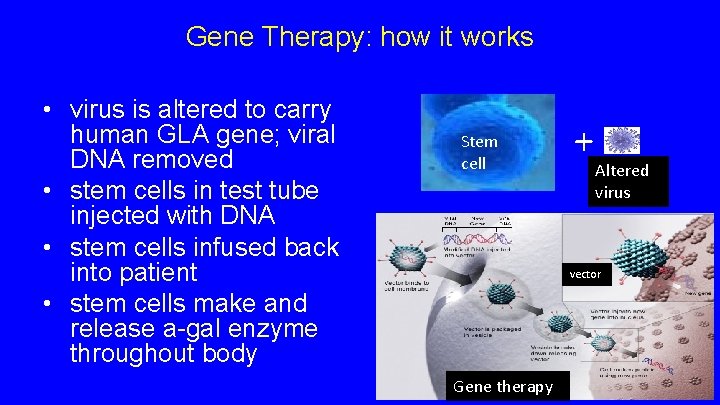 Gene Therapy: how it works • virus is altered to carry human GLA gene; Gene Therapy: how it works • virus is altered to carry human GLA gene;