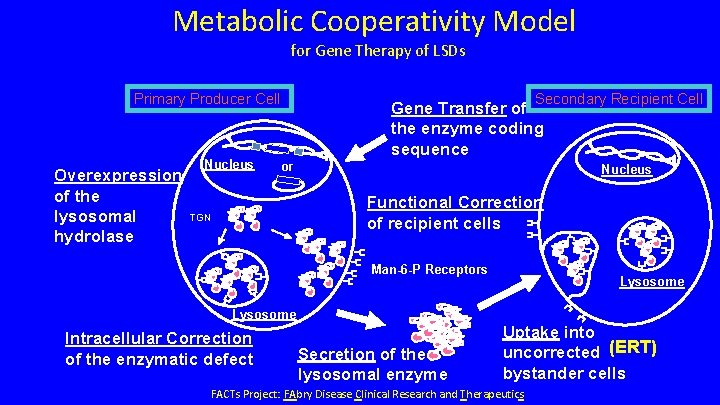 Metabolic Cooperativity Model for Gene Therapy of LSDs Primary Producer Cell Overexpression of the Metabolic Cooperativity Model for Gene Therapy of LSDs Primary Producer Cell Overexpression of the