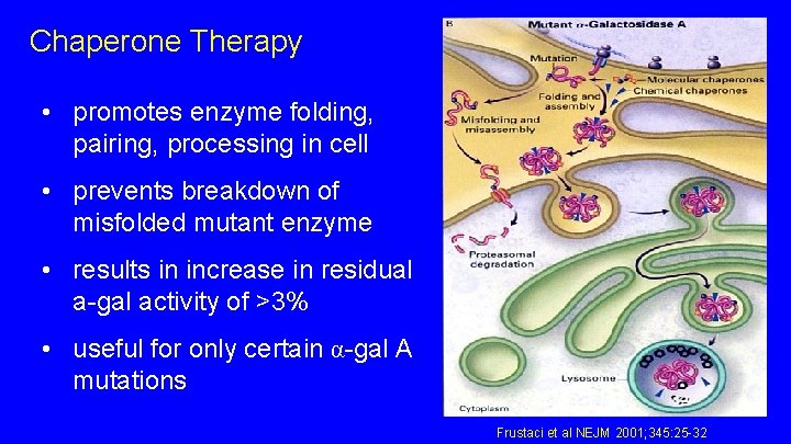 Chaperone Therapy • promotes enzyme folding, pairing, processing in cell • prevents breakdown of Chaperone Therapy • promotes enzyme folding, pairing, processing in cell • prevents breakdown of