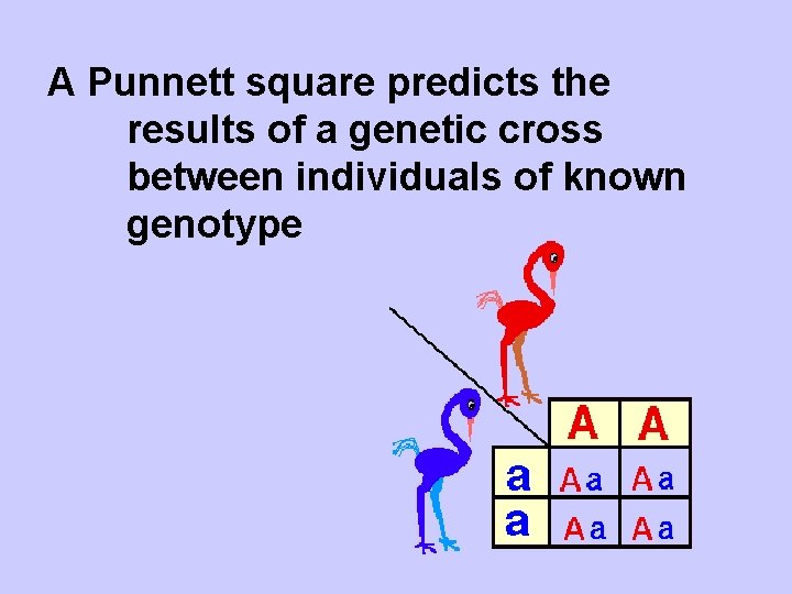 A Punnett square predicts the results of a genetic cross between individuals of known