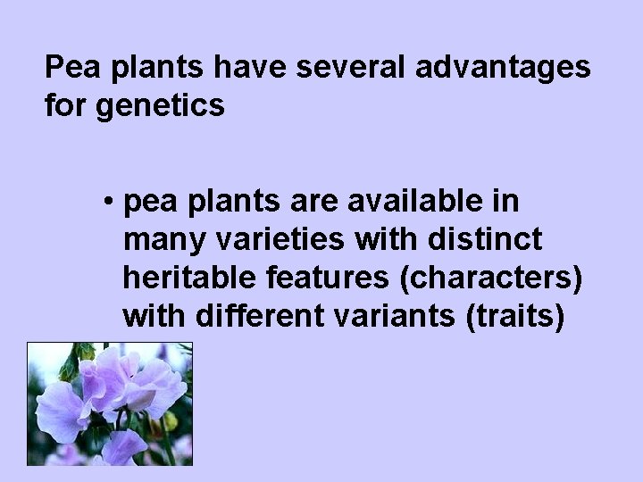 Pea plants have several advantages for genetics • pea plants are available in many