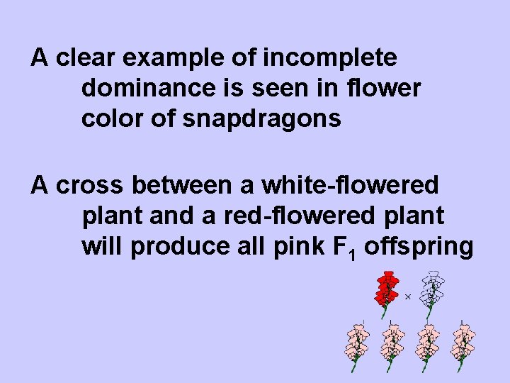 A clear example of incomplete dominance is seen in flower color of snapdragons A