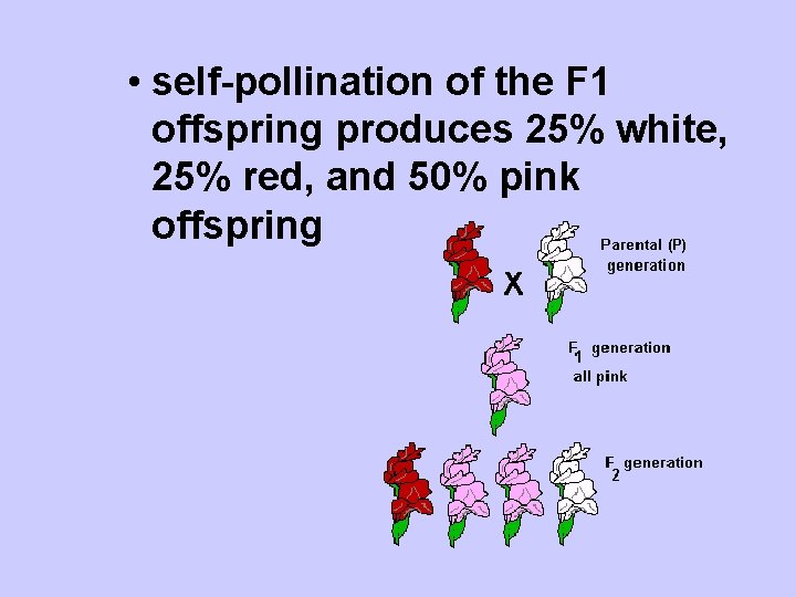  • self-pollination of the F 1 offspring produces 25% white, 25% red, and