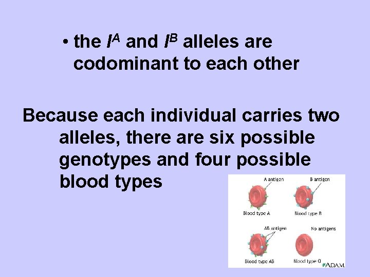  • the IA and IB alleles are codominant to each other Because each