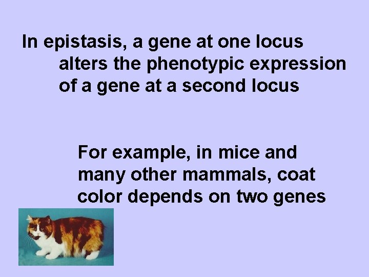 In epistasis, a gene at one locus alters the phenotypic expression of a gene