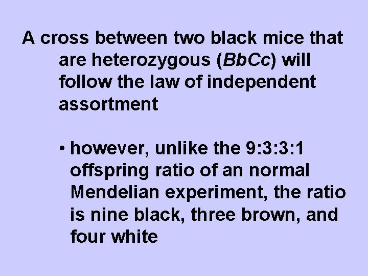 A cross between two black mice that are heterozygous (Bb. Cc) will follow the