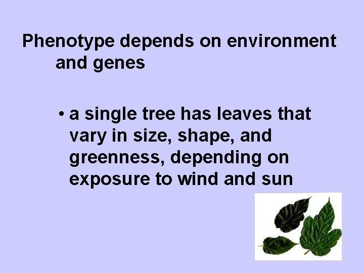Phenotype depends on environment and genes • a single tree has leaves that vary
