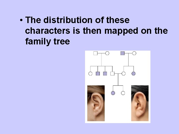 • The distribution of these characters is then mapped on the family tree