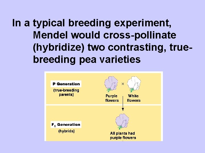 In a typical breeding experiment, Mendel would cross-pollinate (hybridize) two contrasting, truebreeding pea varieties