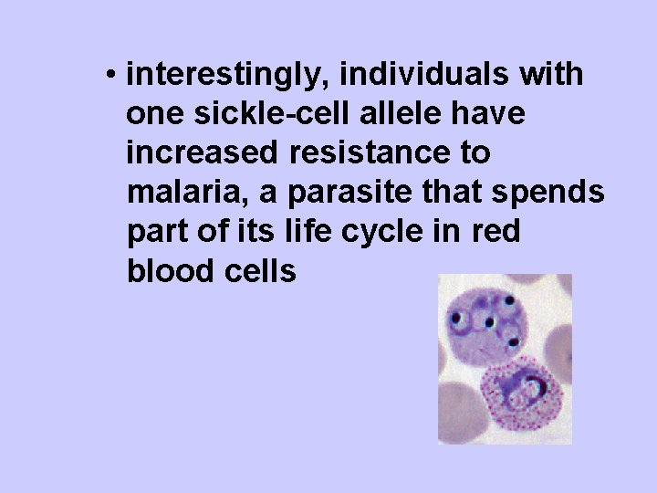  • interestingly, individuals with one sickle-cell allele have increased resistance to malaria, a