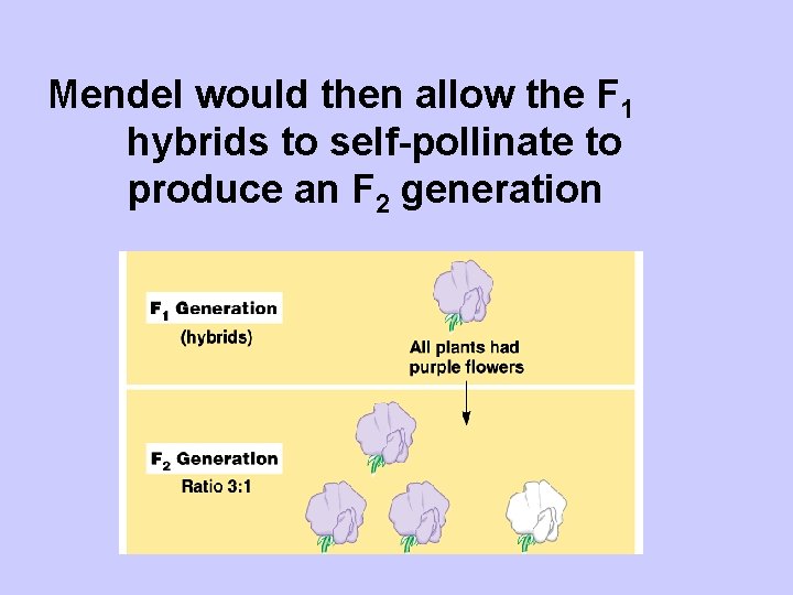 Mendel would then allow the F 1 hybrids to self-pollinate to produce an F