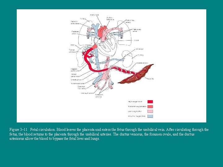 Figure 3– 11 Fetal circulation. Blood leaves the placenta and enters the fetus through