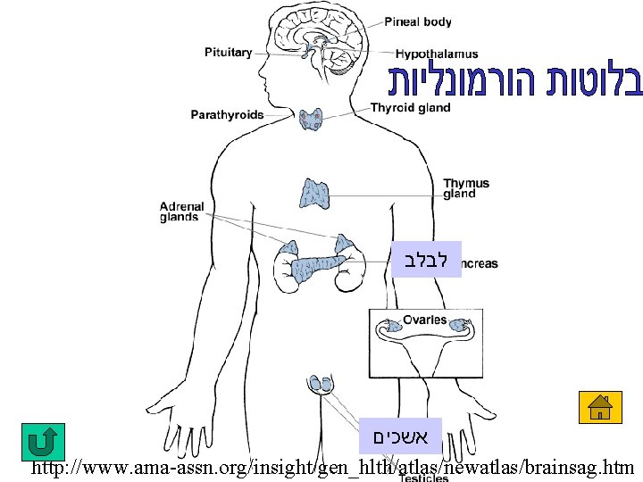  לבלב אשכים http: //www. ama-assn. org/insight/gen_hlth/atlas/newatlas/brainsag. htm 