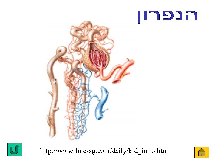 http: //www. fmc-ag. com/daily/kid_intro. htm 