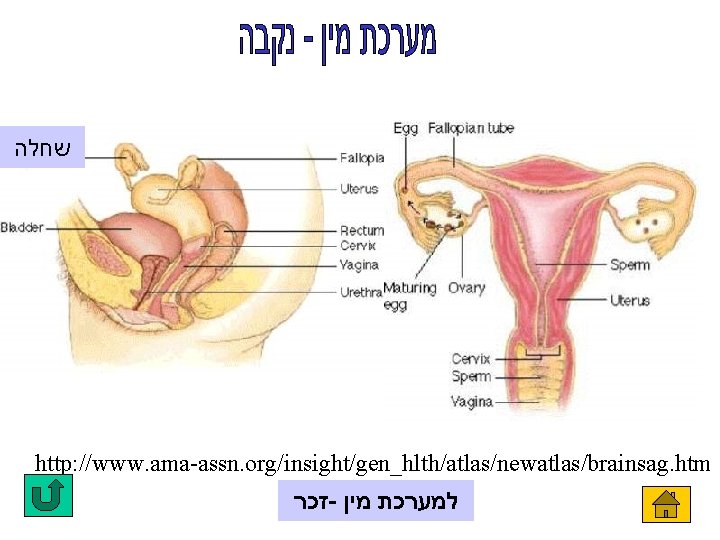  שחלה http: //www. ama-assn. org/insight/gen_hlth/atlas/newatlas/brainsag. htm זכר - למערכת מין 