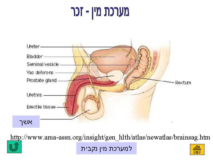  אשך http: //www. ama-assn. org/insight/gen_hlth/atlas/newatlas/brainsag. htm למערכת מין נקבית 