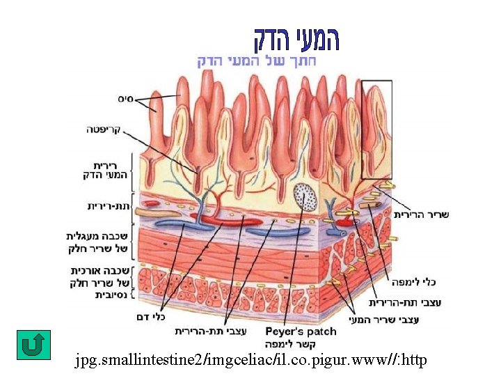 jpg. smallintestine 2/imgceliac/il. co. pigur. www//: http 