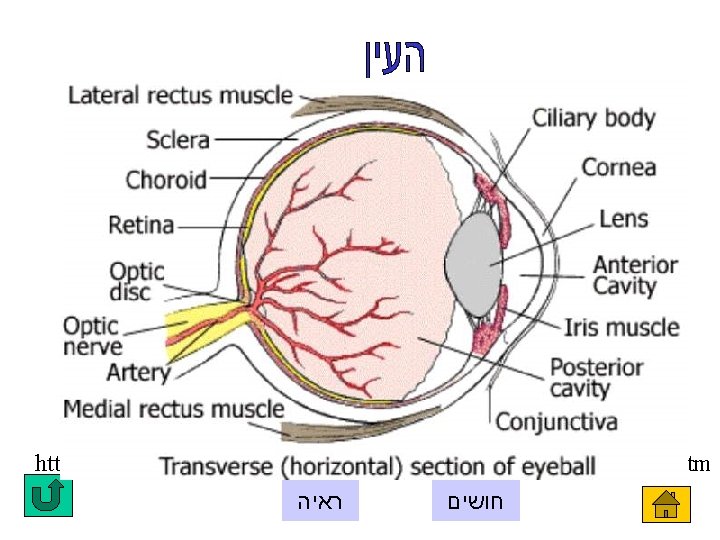 http: //www. ama-assn. org/insight/gen_hlth/atlas/newatlas/brainsag. htm ראיה חושים 