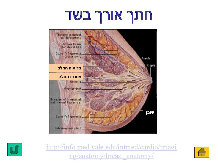  בלוטות החלב צנורות החלב שומן http: //info. med. yale. edu/intmed/cardio/imagi ng/anatomy/breast_anatomy/ 