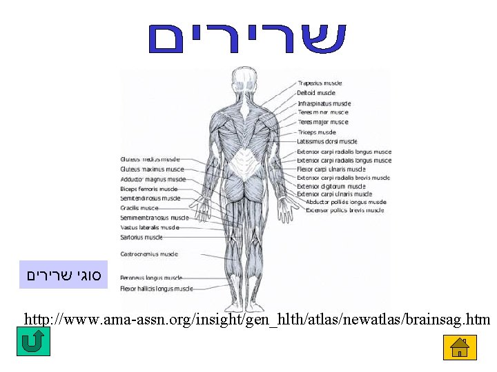  סוגי שרירים http: //www. ama-assn. org/insight/gen_hlth/atlas/newatlas/brainsag. htm 